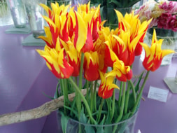 Fire Wings (2)